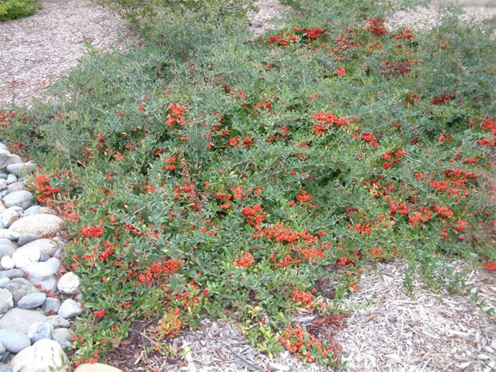 Plant photo of: Pyracantha koidzumii 'Santa Cruz'