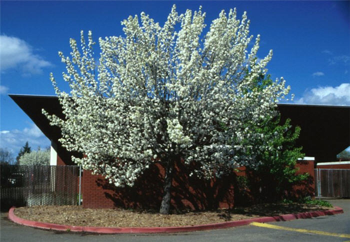 Pyrus kawakamii