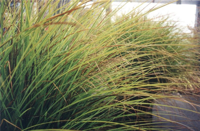 Miscanthus sinensis 'Variegatus'