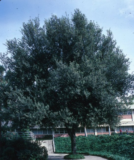 Holly Oak, Holm Oak