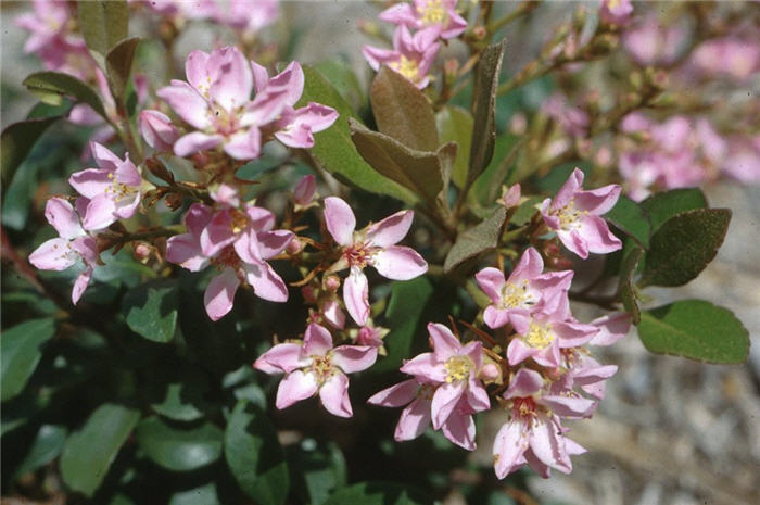 Ballerina Rhaph or Indian Hawthorn