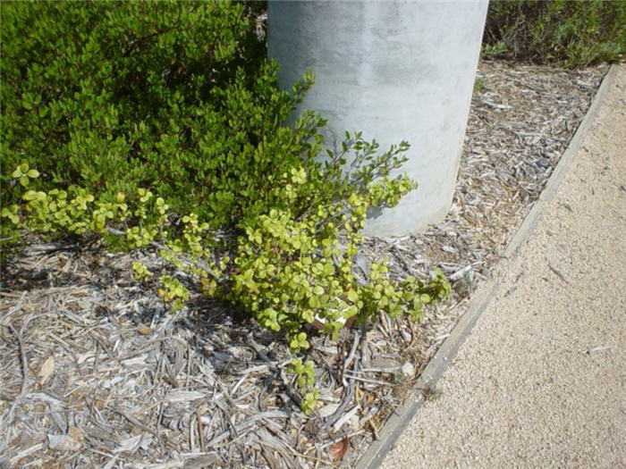 Catalina Perfume, Evergreen Currant