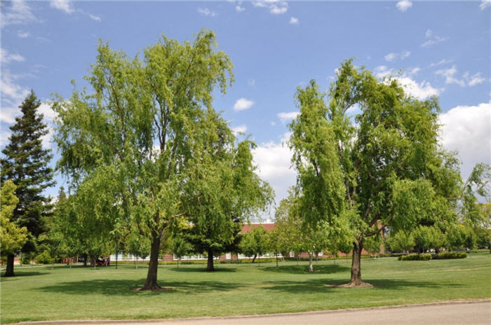 Weeping Willow