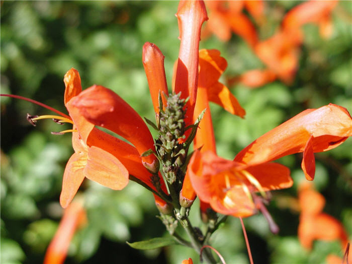 Cape Honeysuckle