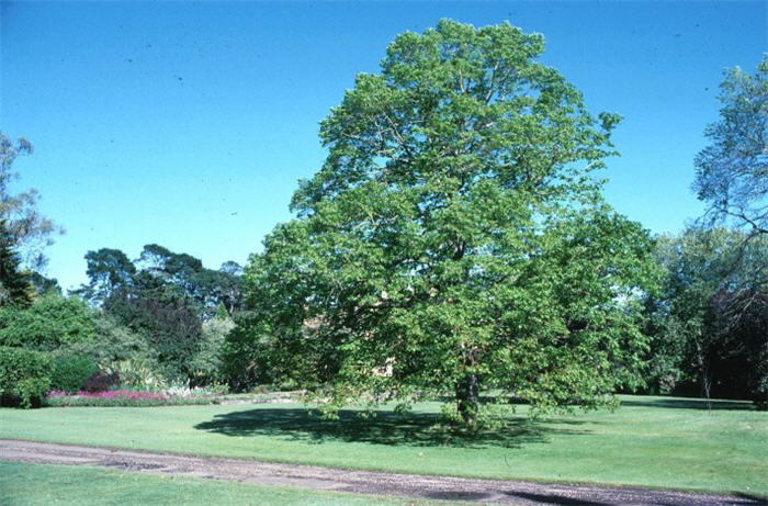 Plant photo of: Tilia cordata