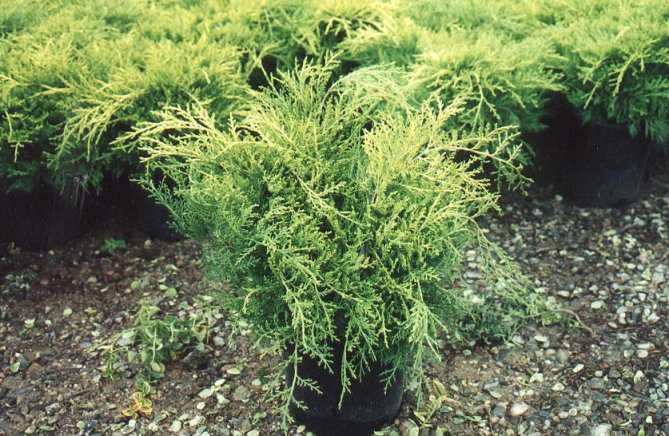 Compact Golden Juniper