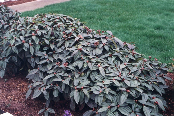 Evergreen David Viburnum