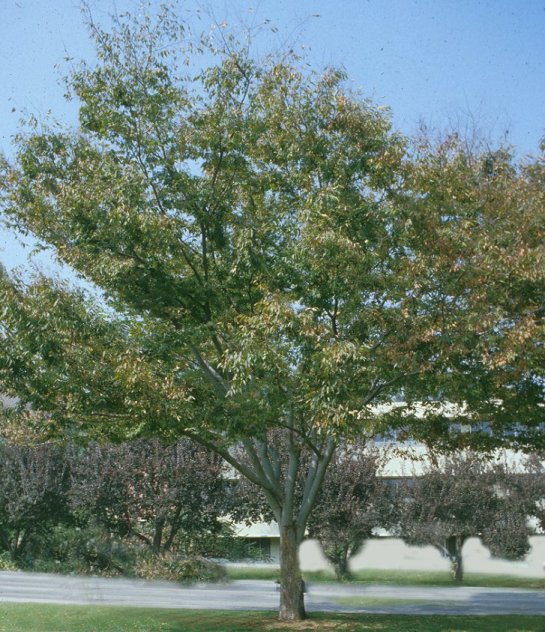 Saw-Leaf or Japanese Zelkova