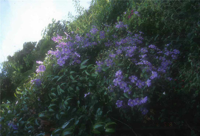 Clematis hybrids 'Jackmanii'