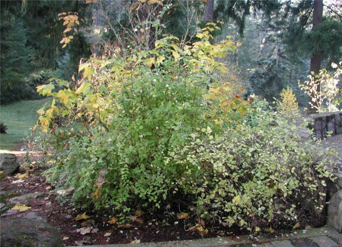 Plant photo of: Symphoricarpos albus