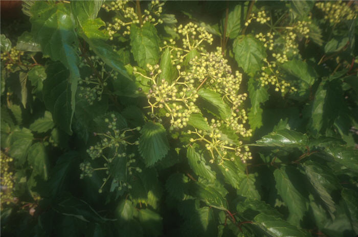 Arrowwood Viburnum