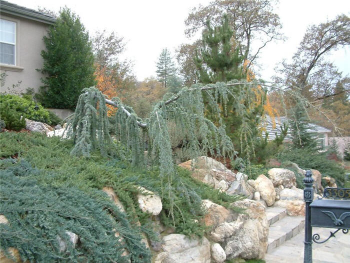 Cedrus atlantica 'Glauca Pendula'