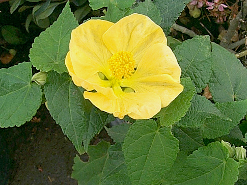 Plant photo of: Abutilon hybrids