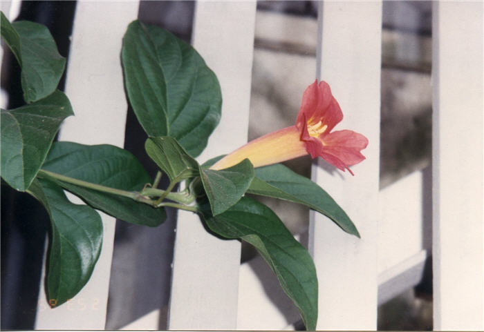 Blood-Red or Scarlet Trumpet Vine