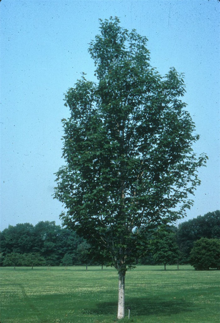 Acer rubrum 'Scanlon'