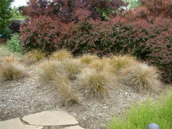 Plant photo of: Carex buchananii