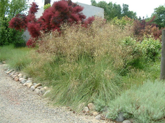 Stipa gigantea