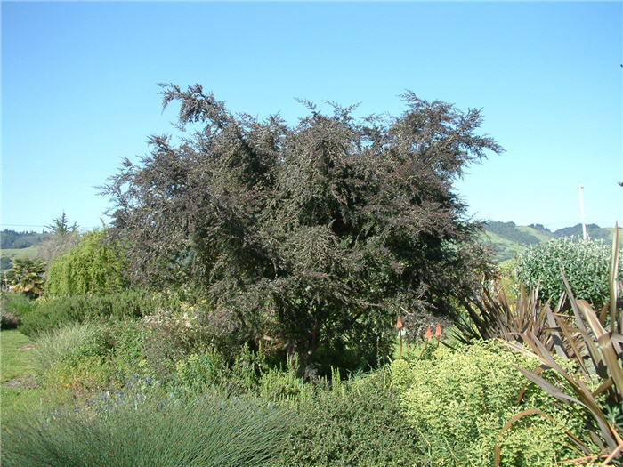 Purple-Leaf Acacia