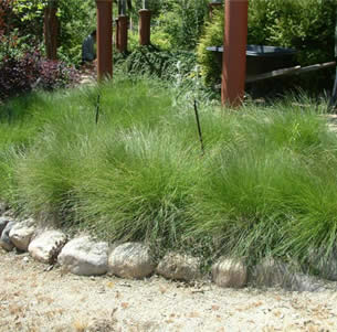 Ornamental Grasses & Clumping Plants