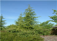 Deodar Cedar