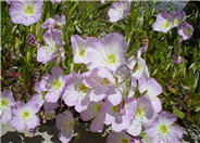 Mexican Evening Primrose