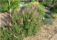 Apple Blossom Penstemon (pale pink)