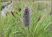 Red Bunny Tails Fountain Grass