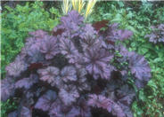 Amethyst Mist Purple Coral Bells