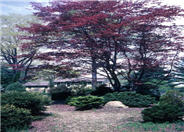 Red Japanese Maple