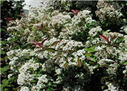 Red-Leaf or Fraser Photinia