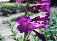 Midnight Penstemon (dark purple)