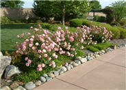 Shrub Pink Floribunda Rose