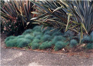 Blue Fescue, Blue Fescue Grass