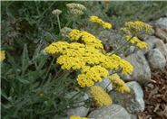 Moonshine Yarrow, Milfoil, Sneezewo