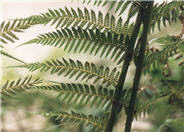 Australian Tree Fern