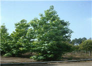 Liquidambar, American Sweet Gum