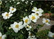 Japanese Anemone