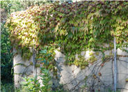 Boston Ivy