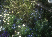 Miniature Annual Marguerite