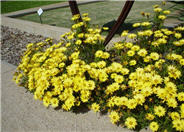 Arctotis African Daisy