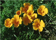 California or Golden Poppy