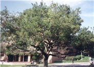 Coast  Live Oak