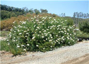 Matilija Poppy