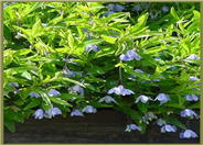 Australian Bluebell Creeper