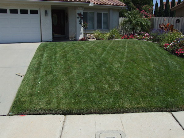 Lawn